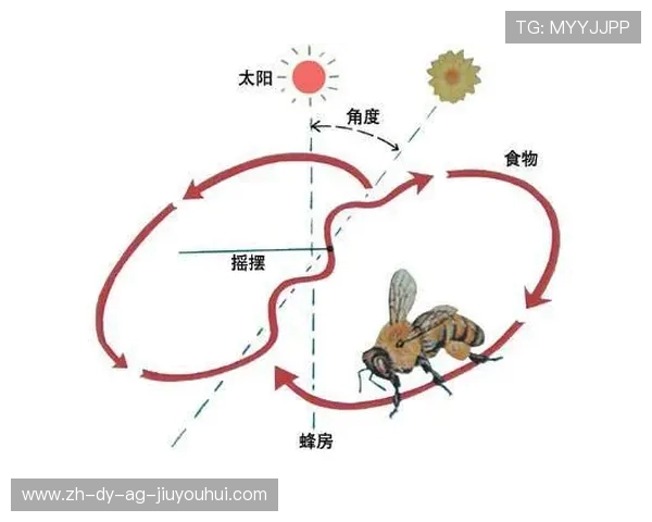 探秘蜜蜂是否热衷踢足球的奇妙自然行为观察与趣味解读全面探索记